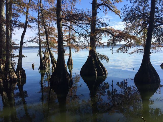 Cypress trees in Reelfoot lake