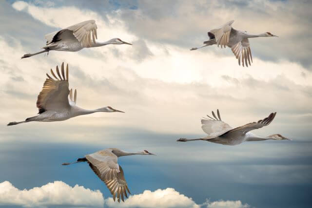 Cranes flying in front of clouds