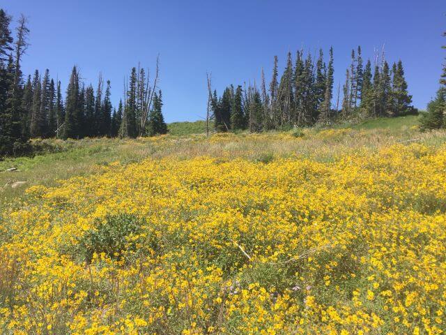 Field of yellow wildflowers