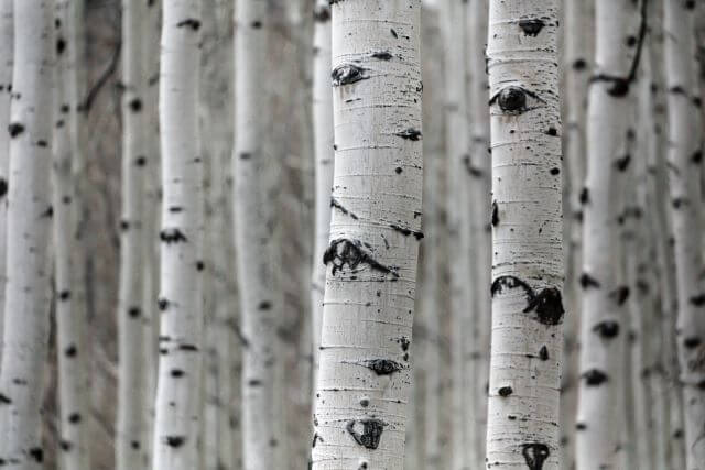 a row of trees with white bark