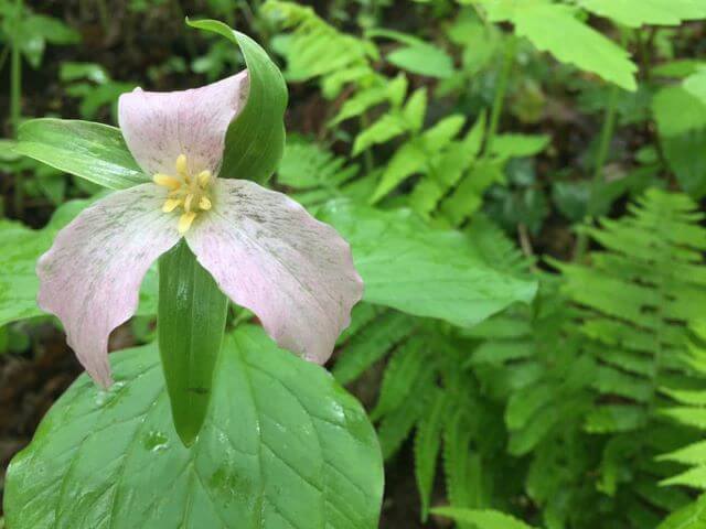 pale pink flower