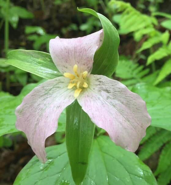 a pale pink flower