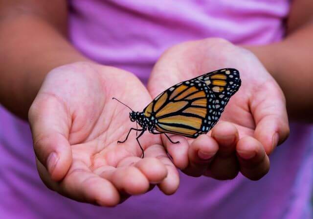 a butterfly cupped in a child's hands