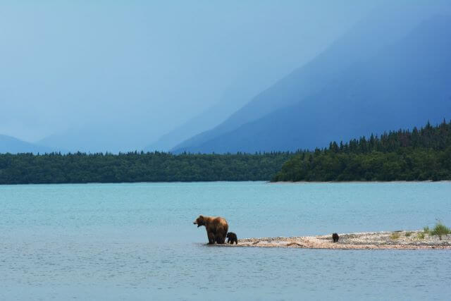 mother bear and cubs at the edge of a mountain lake
