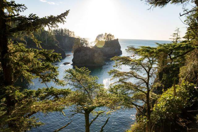 trees above rocky cliffs and the ocean on the olympic peninsula