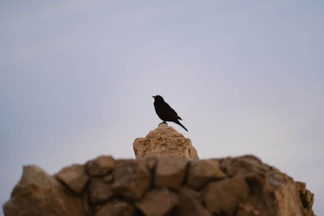 starling on a crumbling rock wall, masada israel