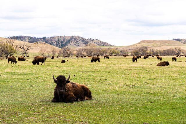 buffalo lounging on a prairie