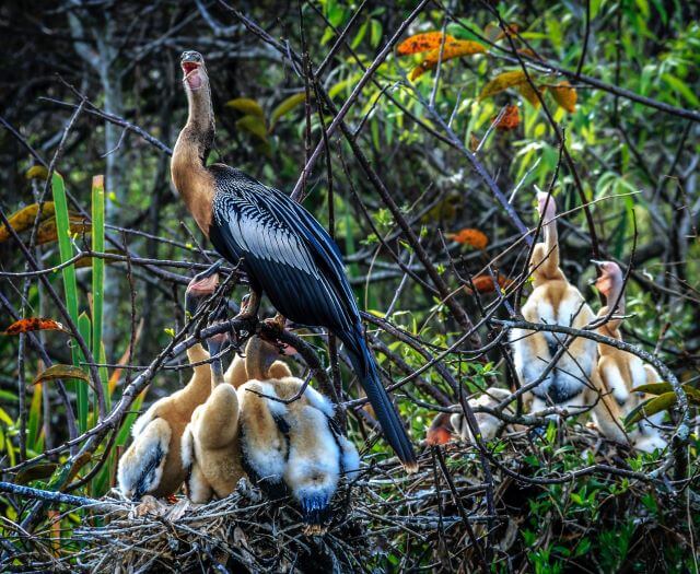 bird with a long neck feeding its fluffy chicks