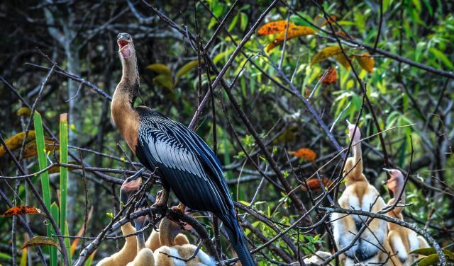 anhinga bird with chicks