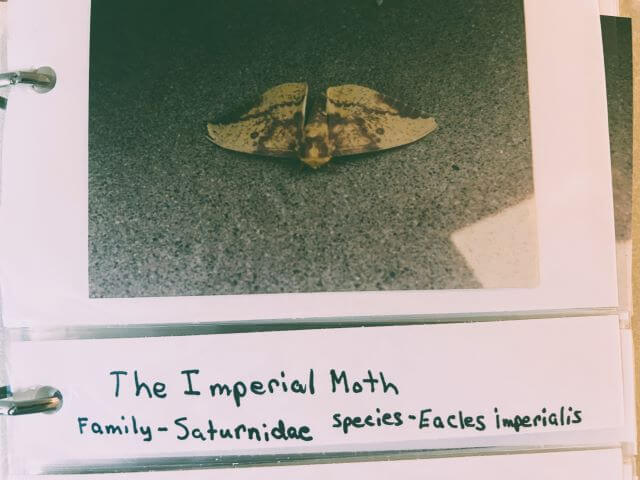 photo of a photo album with handwritten message under a photo of a moth