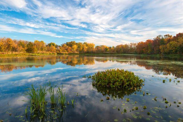 marsh and forest under cloudy skies