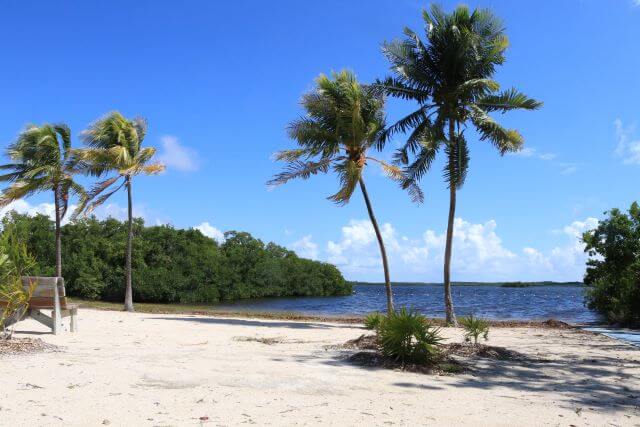 white sand beach with palm trees