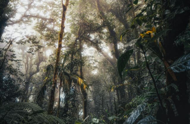 thick jungle with mist