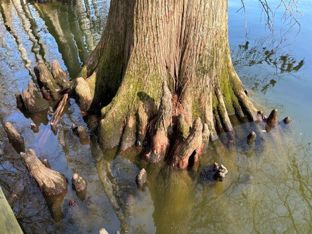 a large tree with roots in water