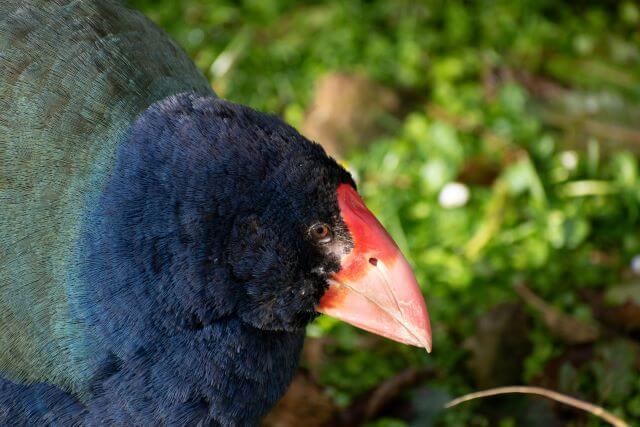 large bird with dark blue head and orange beak