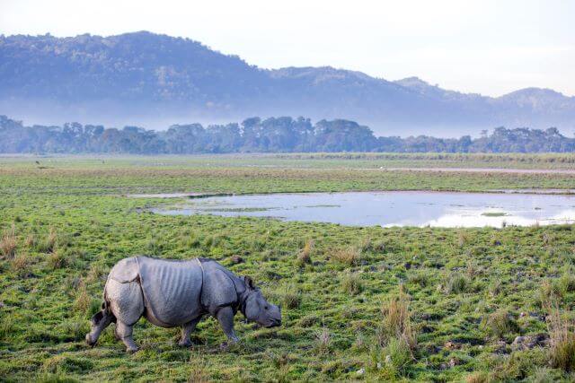 small rhinoceros in front of a pond and mountains