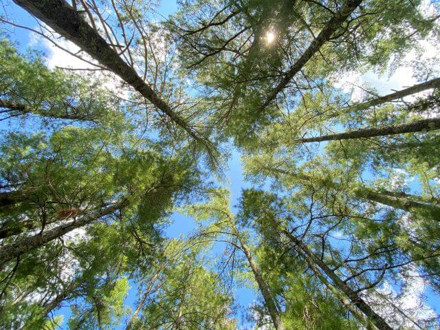 a ring of trees seen from below