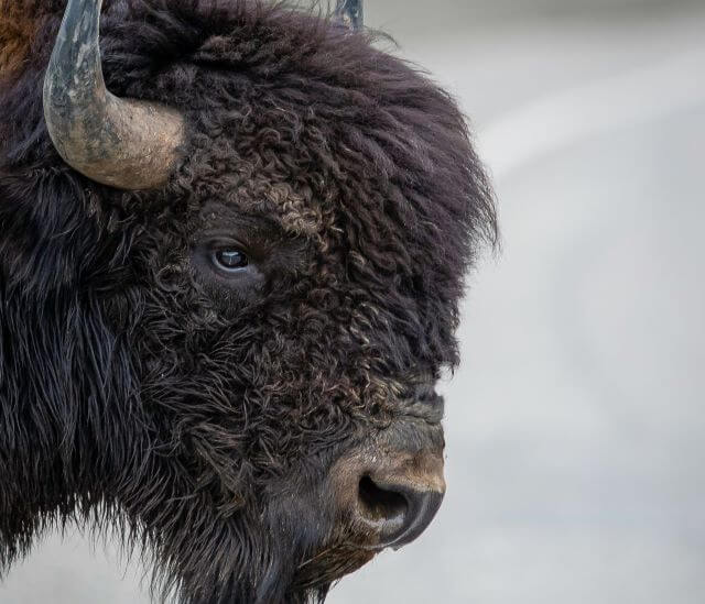 the shaggy head of a large bison