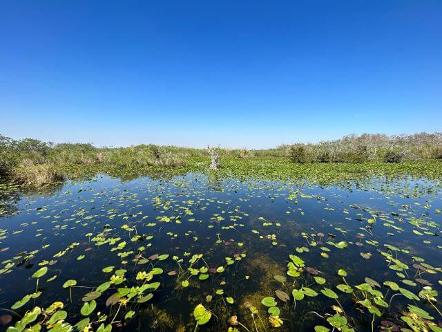 a wetland covered by pondlilies and edged by mangroves