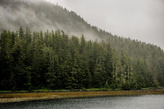 A misty coastal forest