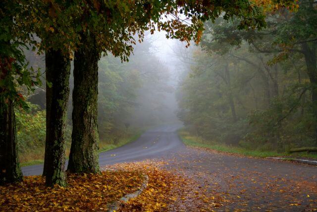 a foggy road shaded by autumn-colored trees