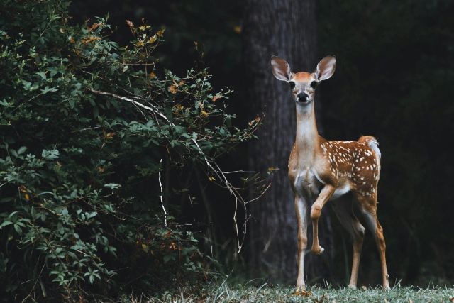 a fawn standing near the edge of a forest