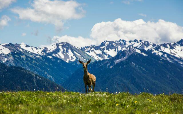 a deer in front of a row of high mountains