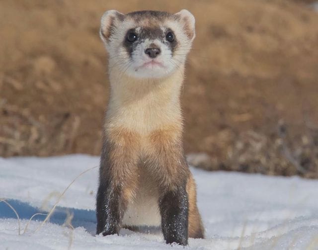 a small mammal with big dark eyes in the snow