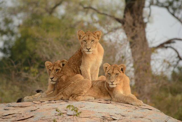 Three lions splayed on a large rock