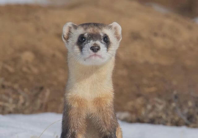 ferret in the snow